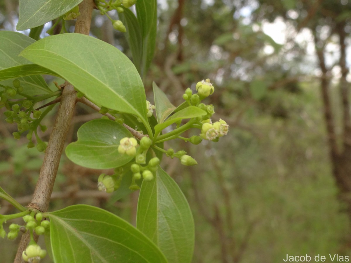 Canthium coromandelicum (Burm.f.) Alston